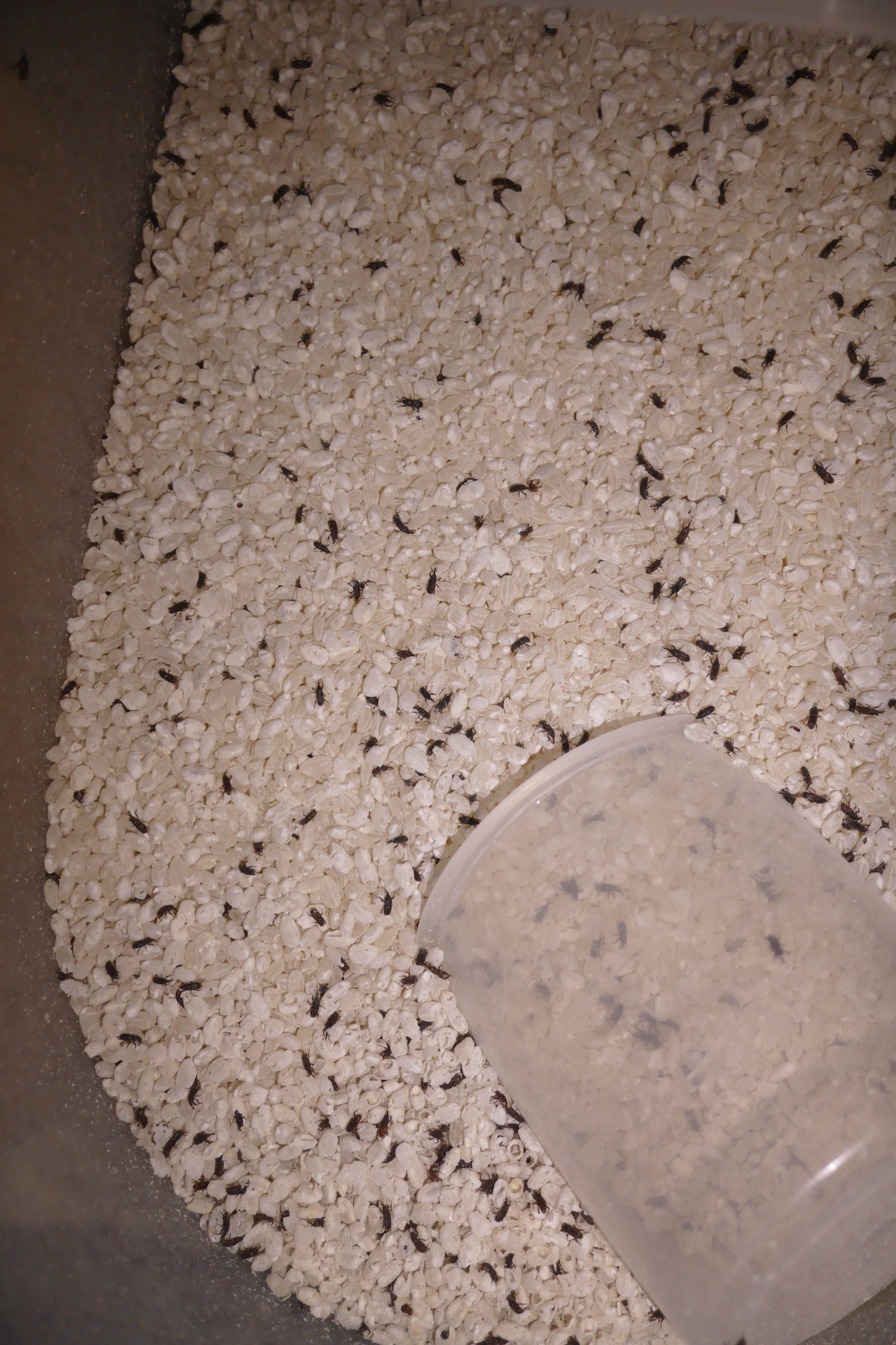 コクゾウムシ2 初版ヨシダニカ